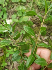 Chamaedaphne calyculata