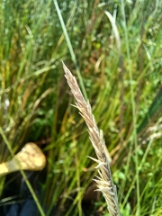 Carex lasiocarpa