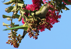 Myiopsitta monachus