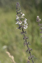 Stachys rigida rigida