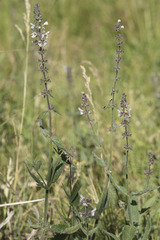 Stachys rigida rigida