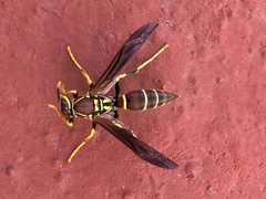 Polistes instabilis