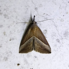Hypena