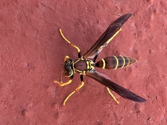 Polistes instabilis