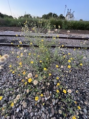 Heterotheca subaxillaris