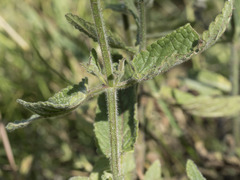 Stachys rigida rigida