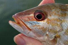 Lutjanus synagris