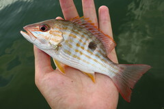 Lutjanus synagris