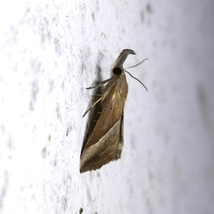 Hypena