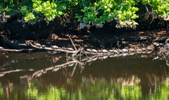 Pseudemys rubriventris