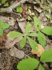 Lysimachia europaea