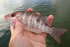 Lutjanus synagris