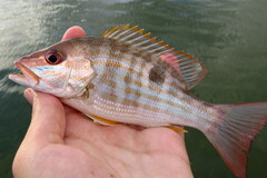 Lutjanus synagris