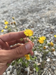 Heterotheca subaxillaris