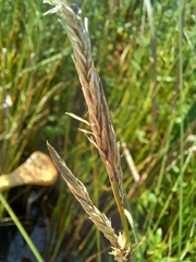 Carex lasiocarpa