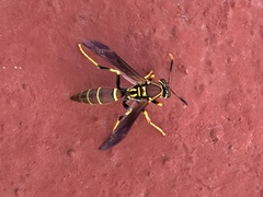 Polistes instabilis