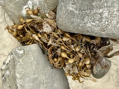 Macrocystis pyrifera