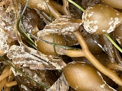 Macrocystis pyrifera