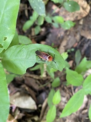 Pseudomops septentrionalis