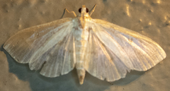Herpetogramma aquilonalis