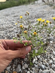 Heterotheca subaxillaris