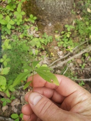 Lysimachia europaea