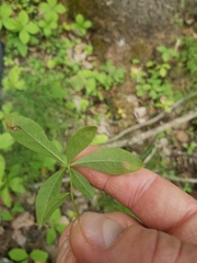 Lysimachia europaea
