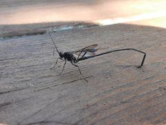 Pelecinus polyturator