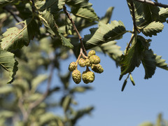 Alnus incana tenuifolia