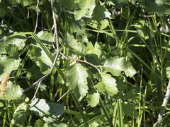 Alnus incana tenuifolia