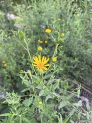 Heterotheca camporum