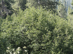 Alnus incana tenuifolia