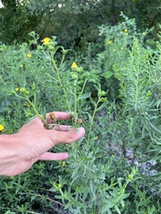 Heterotheca camporum