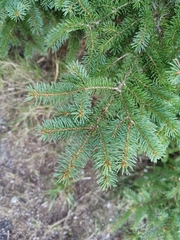 Picea