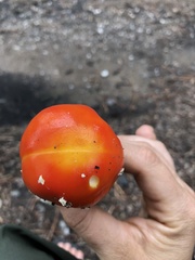 Amanita muscaria flavivolvata