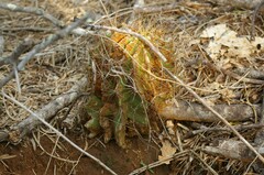 Hamatocactus setispinus