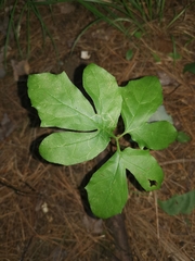 Nabalus trifoliolatus