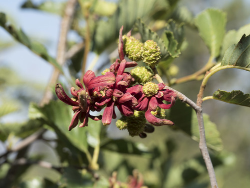 Taphrina occidentalis