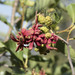 Western American Alder Tongue Gall - Photo (c) Todd Ramsden, some rights reserved (CC BY-NC), uploaded by Todd Ramsden