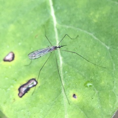 Limoniidae
