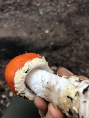 Amanita muscaria flavivolvata
