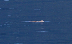 Phoca vitulina richardii