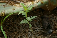 Ambrosia psilostachya