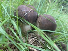 Tylopilus