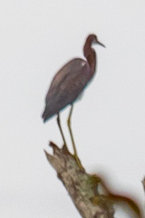 Egretta tricolor