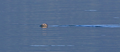 Phoca vitulina richardii