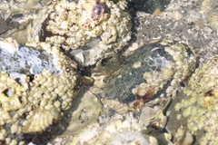 Hemigrapsus oregonensis