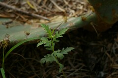 Ambrosia psilostachya