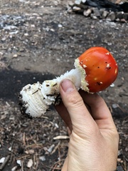 Amanita muscaria flavivolvata