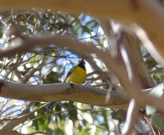 Falcunculus frontatus